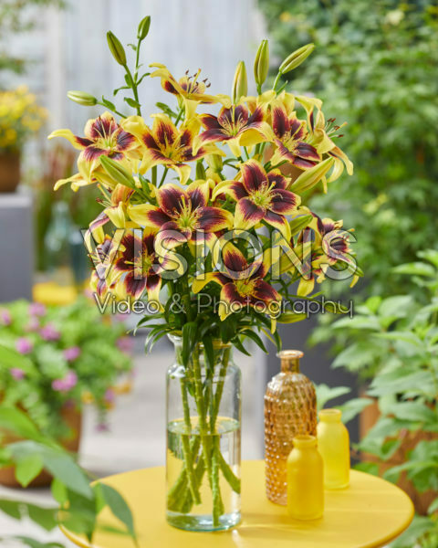 Lilium Pieton Lilium Pieton