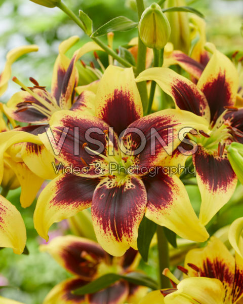 Lilium Pieton Lilium Pieton