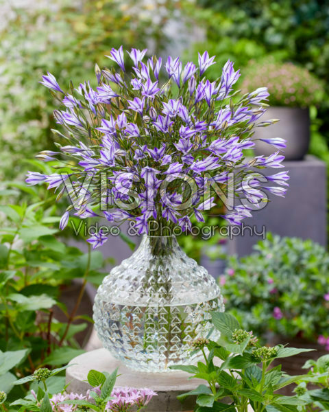 Triteleia laxa Rudy