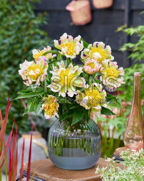 Paeonia Peppermint Stick