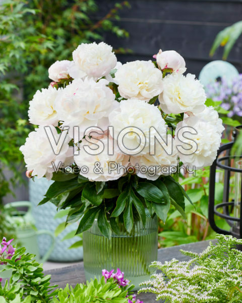 Paeonia Shirley Temple Paeonia Shirley Temple