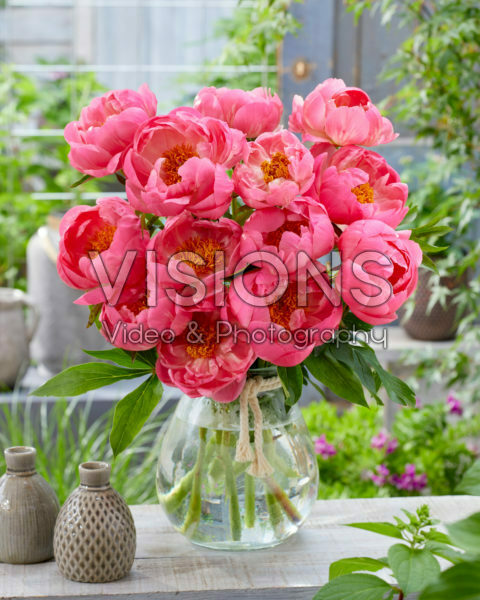 Paeonia Coral Charm
