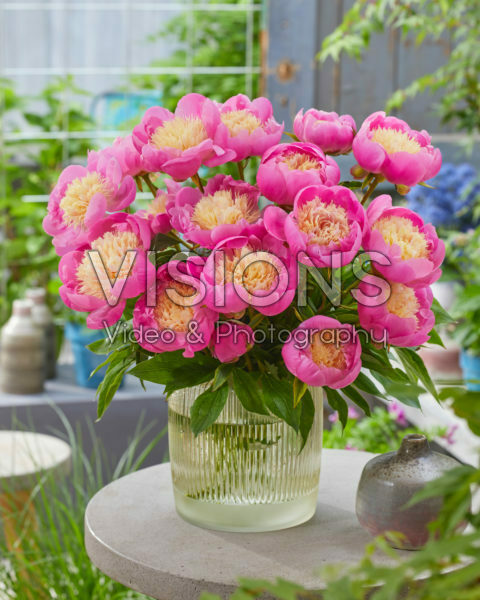 Paeonia Bowl of Beauty