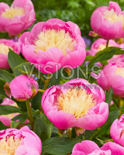 Paeonia Bowl of Beauty