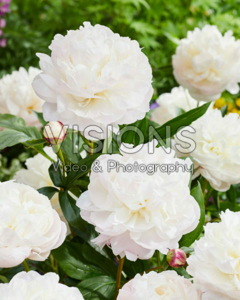 Paeonia Shirley Temple Paeonia Shirley Temple