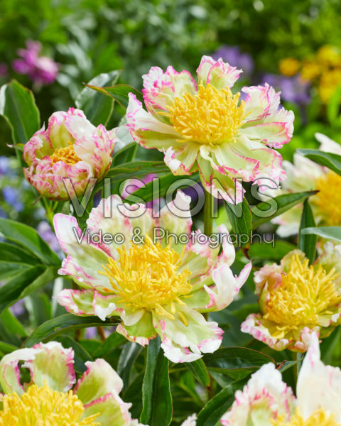 Paeonia Peppermint Stick Paeonia Peppermint Stick