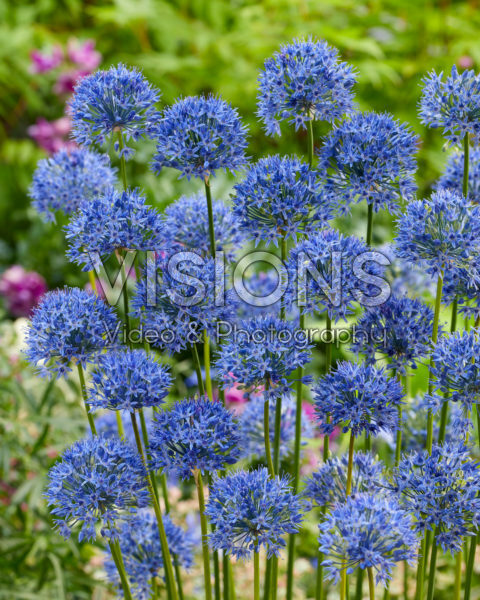 Allium caeruleum