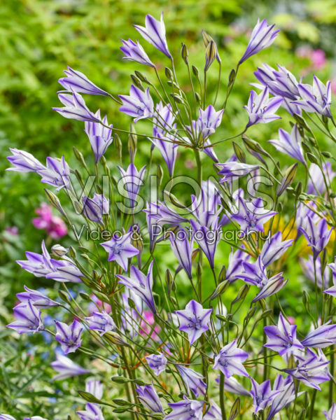 Triteleia laxa Rudy Triteleia laxa Rudy