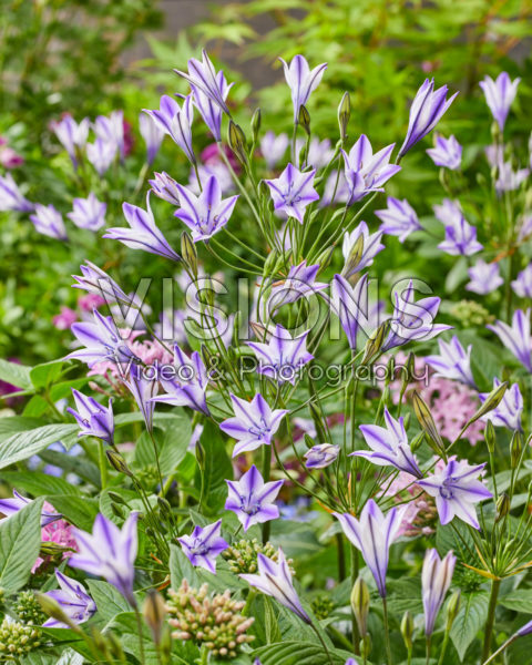 Triteleia laxa Rudy Triteleia laxa Rudy