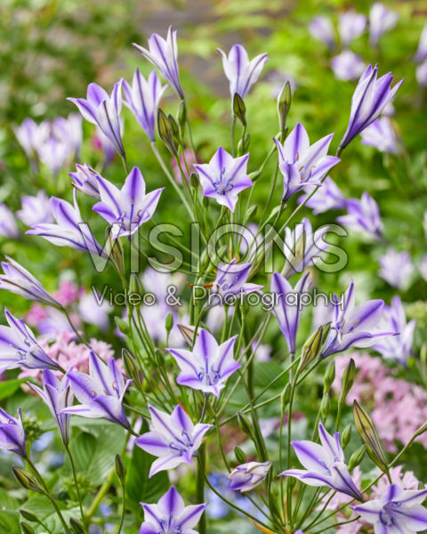 Triteleia laxa Rudy Triteleia laxa Rudy
