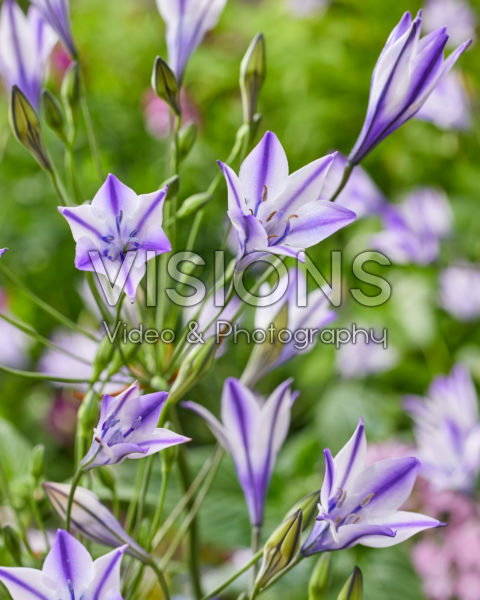 Triteleia laxa Rudy