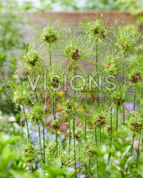 Allium Hair Allium Hair