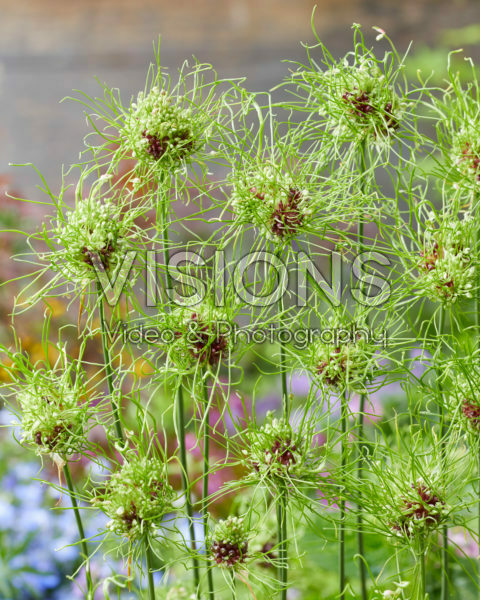 Allium Hair Allium Hair