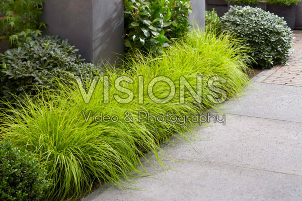 Pennisetum alopecuroides Lumen Gold