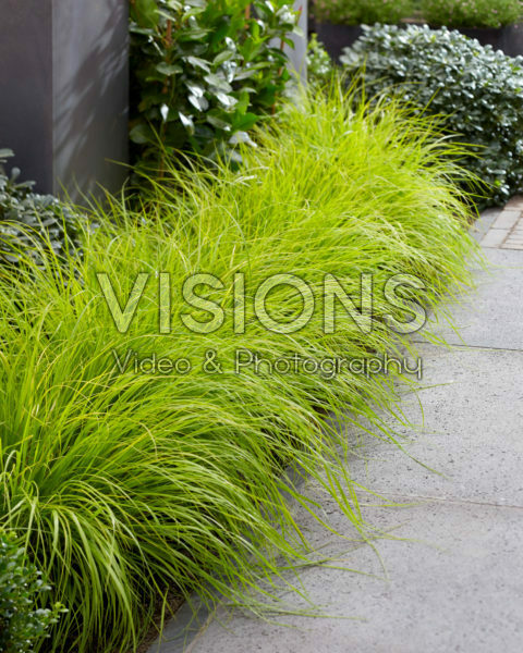Pennisetum alopecuroides Lumen Gold