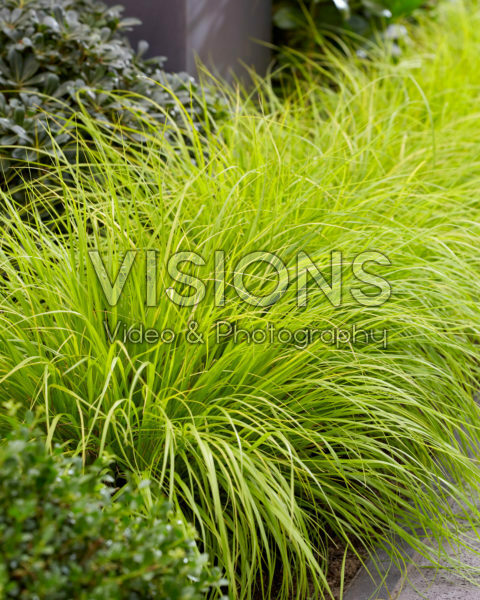 Pennisetum alopecuroides Lumen Gold Pennisetum alopecuroides Lumen Gold