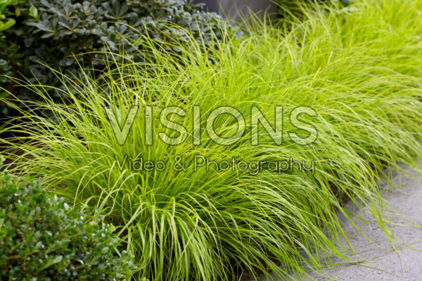 Pennisetum alopecuroides Lumen Gold Pennisetum alopecuroides Lumen Gold
