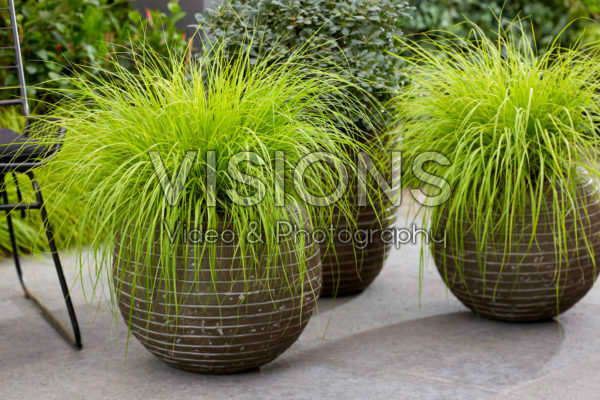 Pennisetum alopecuroides Lumen Gold Pennisetum alopecuroides Lumen Gold