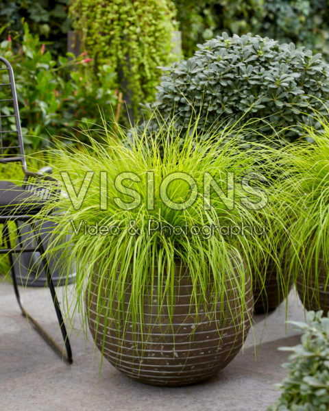 Pennisetum alopecuroides Lumen Gold Pennisetum alopecuroides Lumen Gold