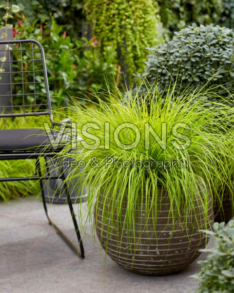 Pennisetum alopecuroides Lumen Gold Pennisetum alopecuroides Lumen Gold