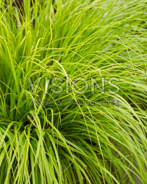 Pennisetum alopecuroides Lumen Gold Pennisetum alopecuroides Lumen Gold
