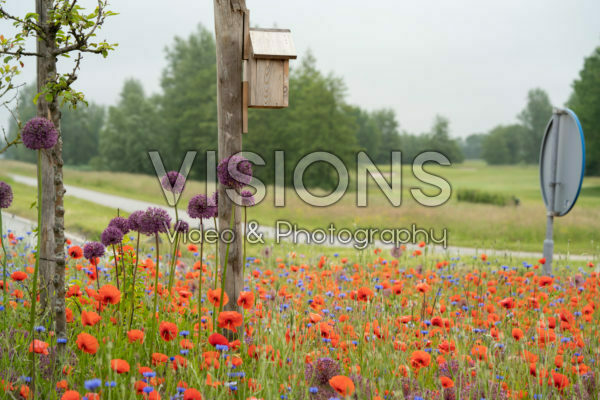 Poppies at roundabout Poppies at roundabout