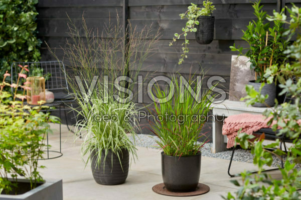 Molinia arundinacea Mostenveld, Panicum virgatum Sangria