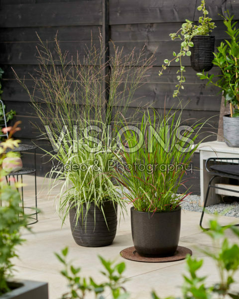 Molinia arundinacea Mostenveld, Panicum virgatum Sangria Molinia arundinacea Mostenveld, Panicum virgatum Sangria
