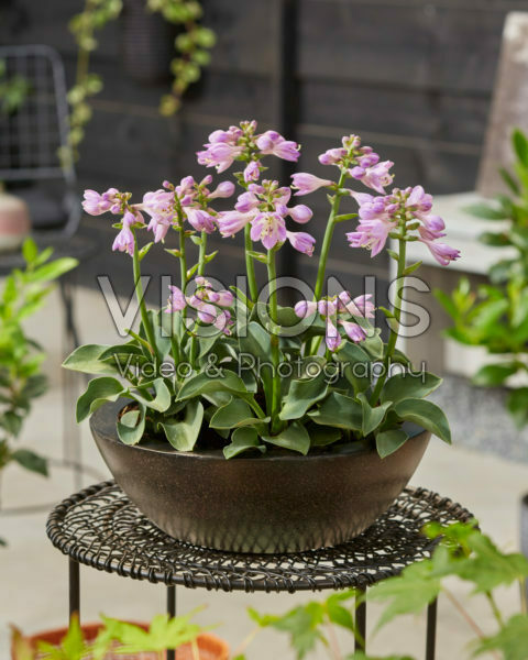 Hosta Blue Mouse Ears Hosta Blue Mouse Ears