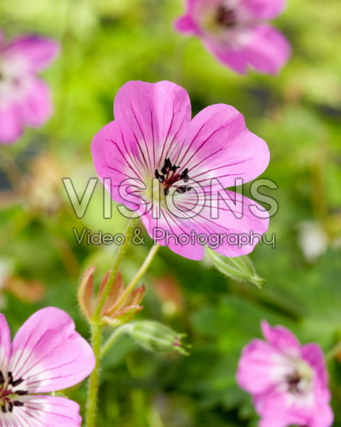 Geranium wallichianum Kelly Anne Geranium wallichianum Kelly Anne