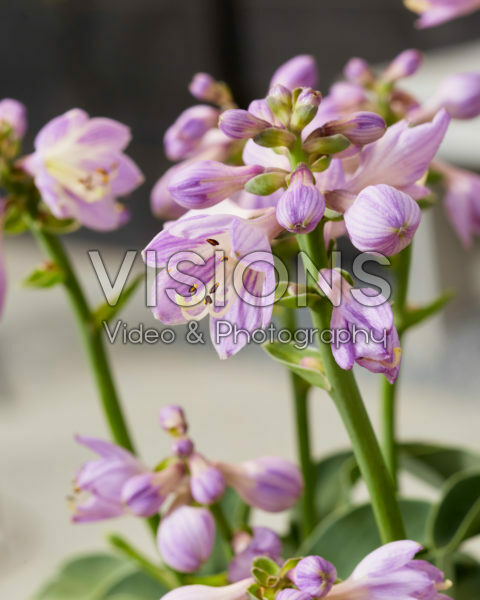 Hosta Blue Mouse Ears
