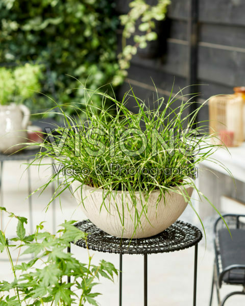 Miscanthus mini strictus