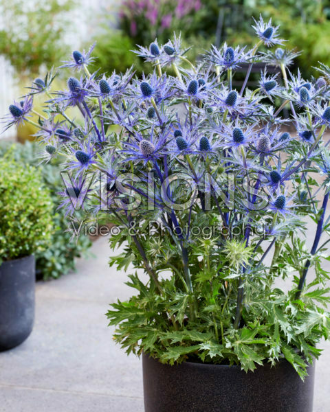 Eryngium Jos Eijking