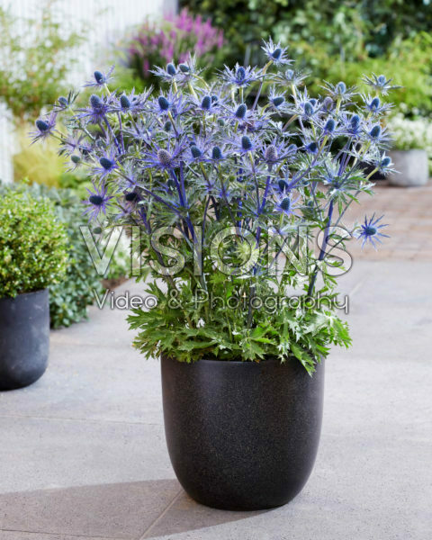 Eryngium Jos Eijking
