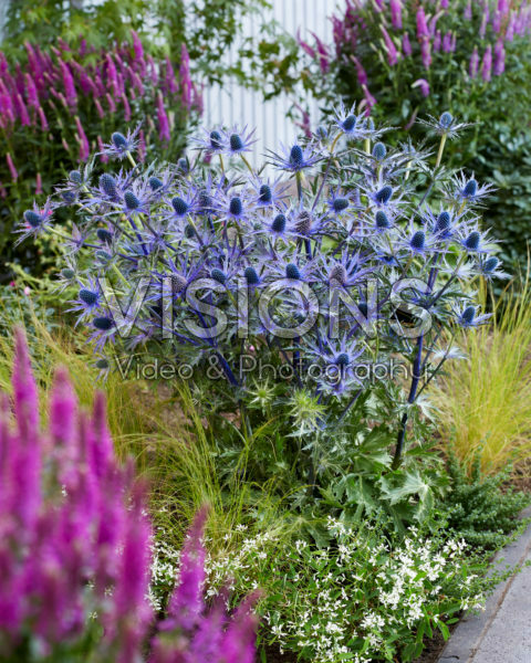 Eryngium Jos Eijking Eryngium Jos Eijking