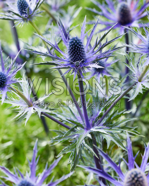 Eryngium Jos Eijking Eryngium Jos Eijking