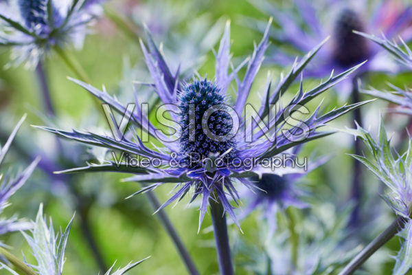 Eryngium Jos Eijking