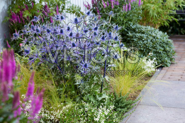 Eryngium Jos Eijking Eryngium Jos Eijking