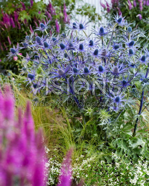 Eryngium Jos Eijking Eryngium Jos Eijking