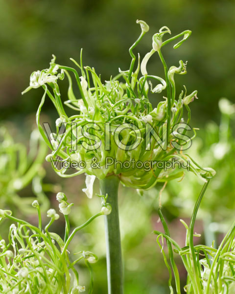 Allium Strange Cloud
