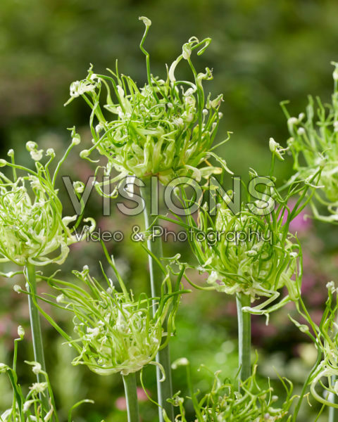 Allium Strange Cloud Allium Strange Cloud
