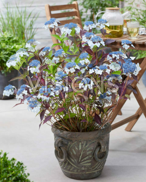 Hydrangea Hydrantea®