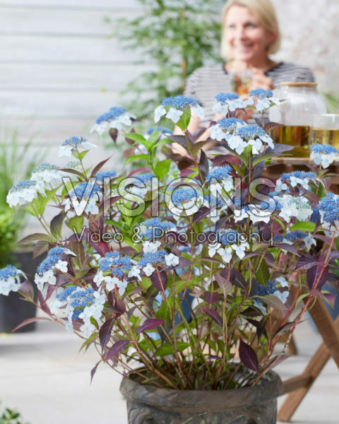 Hydrangea Hydrantea®