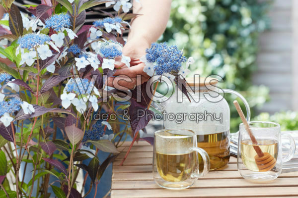 Hydrangea Hydrantea®
