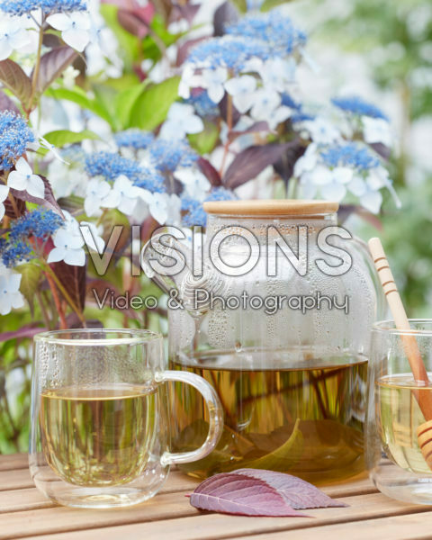 Hydrangea Hydrantea® Hydrangea Hydrantea®