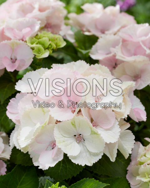 Hydrangea pink