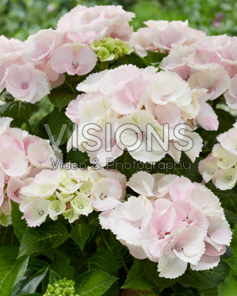Hydrangea roze