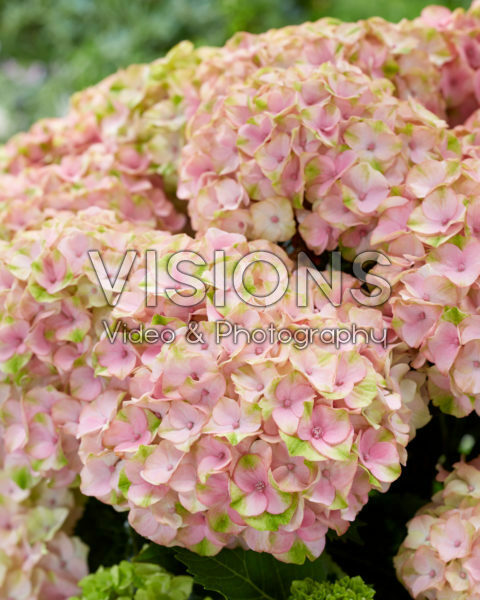 Hydrangea roze