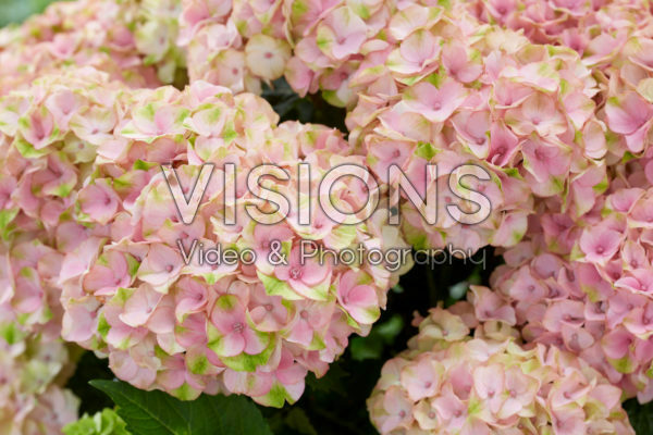 Hydrangea roze