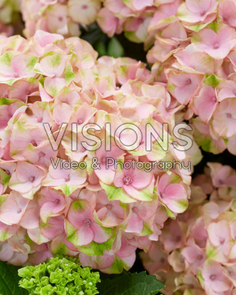 Hydrangea pink Hydrangea pink